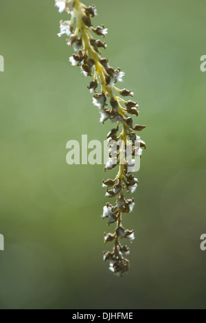 Pioppo nero, Populus nigra Foto Stock