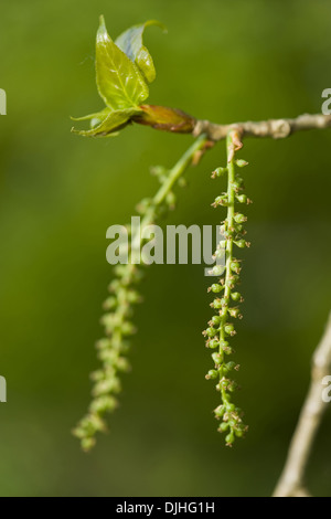 Pioppo nero, Populus nigra Foto Stock