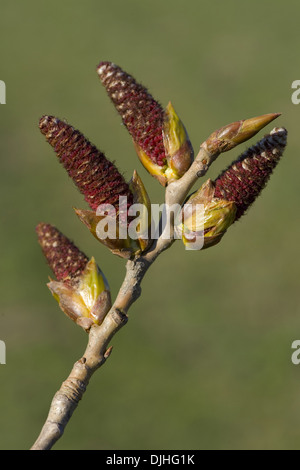 Pioppo nero, Populus nigra Foto Stock