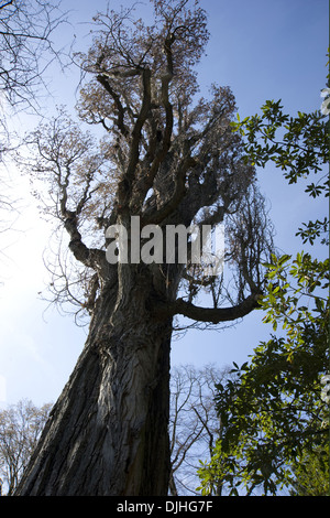 Pioppo nero, Populus nigra Foto Stock