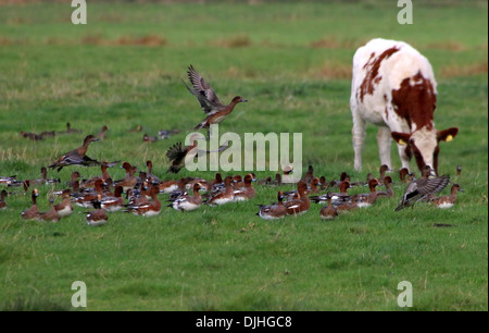 Gruppo di wigeon eurasiatici (Mareca penelope) in un prato, accanto a una mucca da pascolo Foto Stock