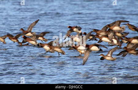 Primo piano di un gruppo di wigeon eurasiatici (Mareca penelope) che decederà in volo Foto Stock