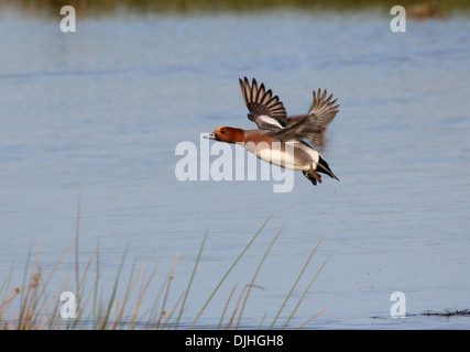 Primo piano di una prigione eurasiatica (Mareca penelope) che si decollare da un lago Foto Stock