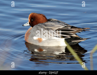 Primo piano di un gione eurasiatico maschio (Mareca penelope) nuoto nelle vicinanze Foto Stock