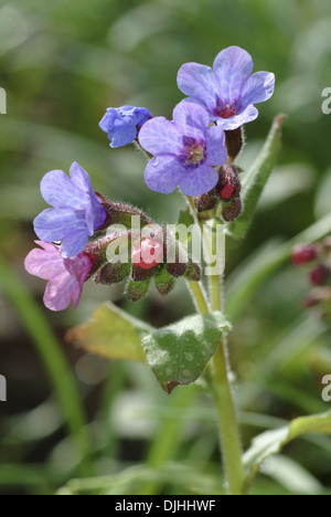 Comune, lungwort pulmonaria officinalis Foto Stock