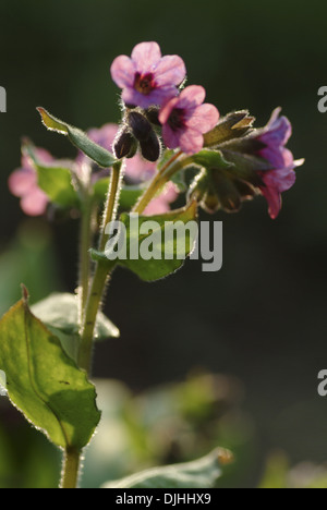 Comune, lungwort pulmonaria officinalis Foto Stock