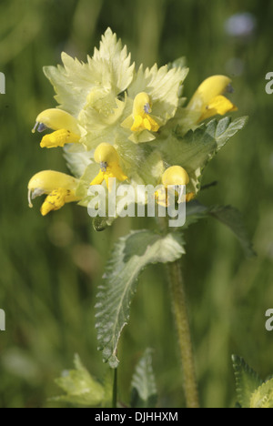 Maggiore giallo rattle, rhinanthus alectorolophus Foto Stock