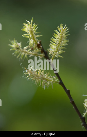 Eared willow, salix aurita Foto Stock