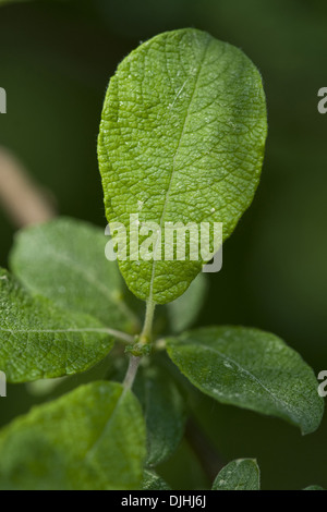 Eared willow, salix aurita Foto Stock