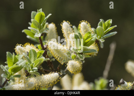 Alabarda willow, salix hastata Foto Stock