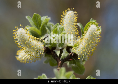 Alabarda willow, salix hastata Foto Stock