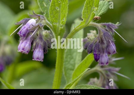 Comfrey comune, consolida Foto Stock