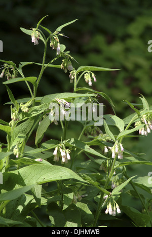 Comfrey russo, symphytum x uplandicum Foto Stock