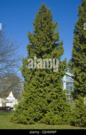 Cedro bianco, thuja occidentalis Foto Stock