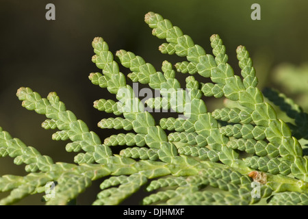 Cedro bianco, thuja occidentalis Foto Stock