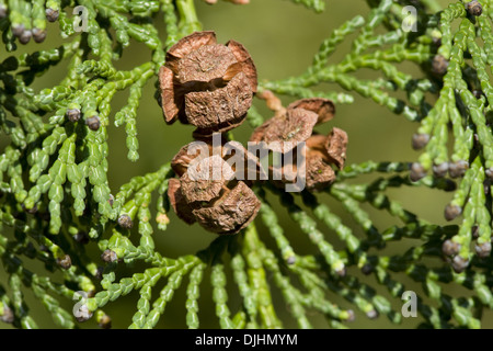 Asunaro, thujopsis dolabrata Foto Stock