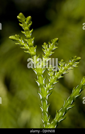 Asunaro, thujopsis dolabrata Foto Stock