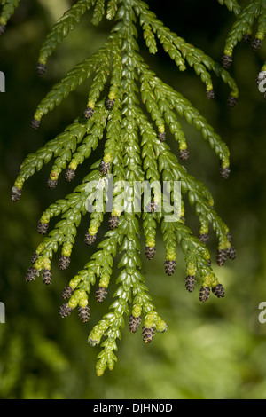 Asunaro, thujopsis dolabrata Foto Stock