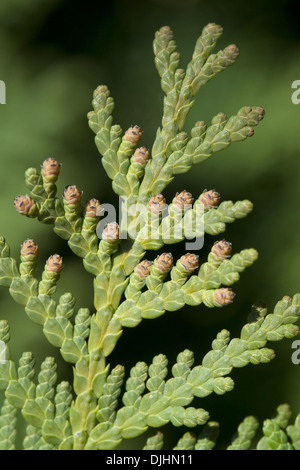 Cedro bianco, thuja occidentalis Foto Stock