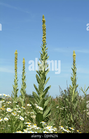 Dense-mullein fiorito, molène densiflorum Foto Stock