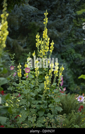 Dense-mullein fiorito, molène densiflorum Foto Stock