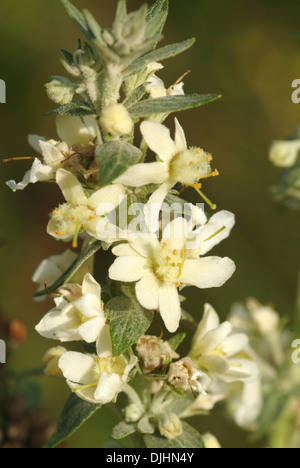 Mullein bianco, molène lychnitis Foto Stock