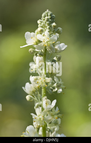 Mullein bianco, molène lychnitis Foto Stock