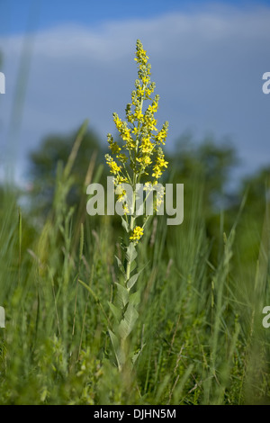 Mullein bianco, molène lychnitis Foto Stock