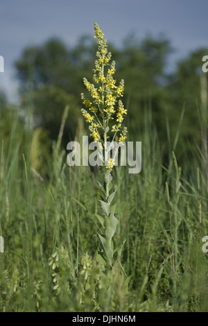 Mullein bianco, molène lychnitis Foto Stock