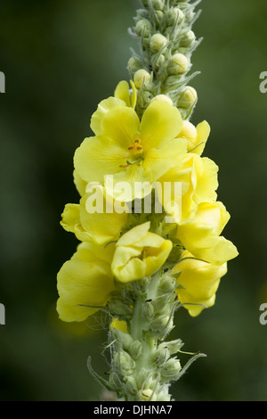 Orange mullein, molène phlomoides Foto Stock