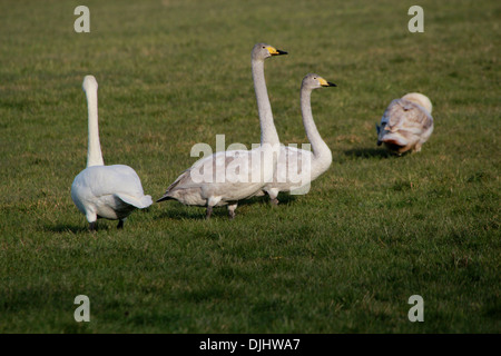 Il gruppo di quattro cigni Whooper (Cygnus Cygnus) in un prato Foto Stock