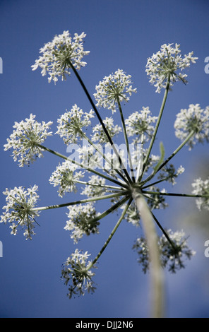 Mucca prezzemolo dal di sotto, su uno sfondo blu Foto Stock