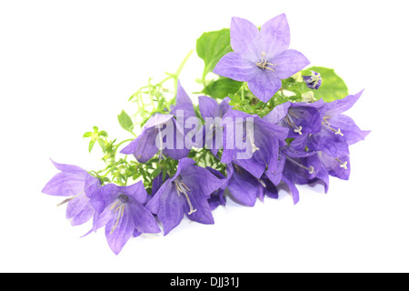 Campanule blu con fiori su uno sfondo luminoso Foto Stock