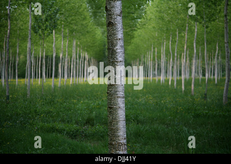 Argento di betulle in legno gestito. Foto Stock