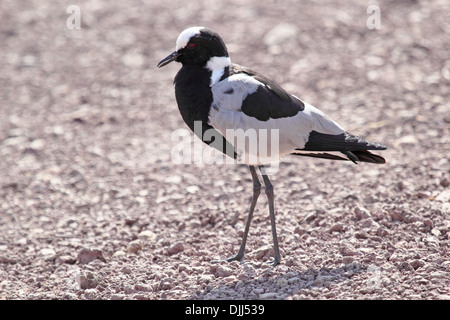 Un Fabbro Pavoncella Plover (Vanellus armatus) camminando sulla ghiaia Foto Stock