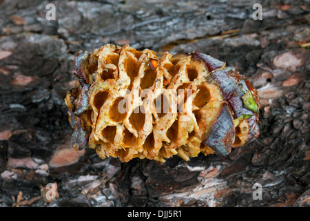 Cono di pino cembro / Arolla pine (Pinus cembra) aperto e semi mangiato da spotted schiaccianoci (Nucifraga caryocatactes) Foto Stock