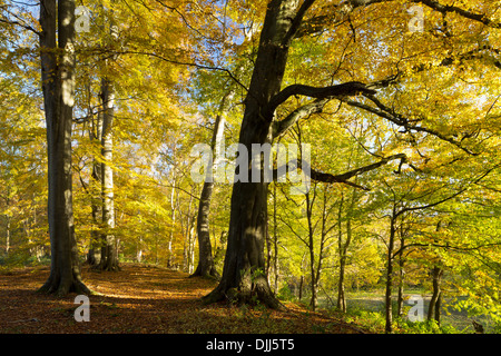 I colori autunnali a Hovingham Boschi Foto Stock