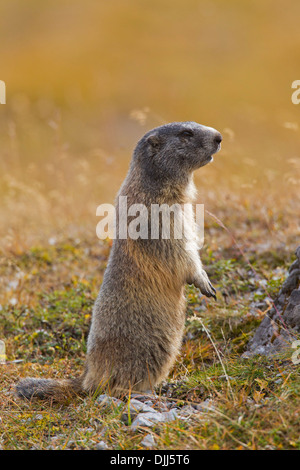 Alpine avviso marmotta (Marmota marmota) sul look-out ritto sulle zampe posteriori Foto Stock