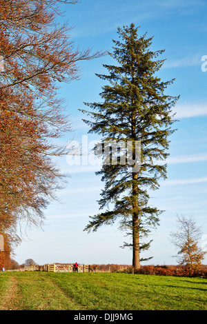 Una donna in giacca rossa sorge da un alto albero di abete rosso nel parco Stourhead Wiltshire Foto Stock