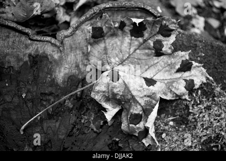 Foglie di acero in autunno Foto Stock