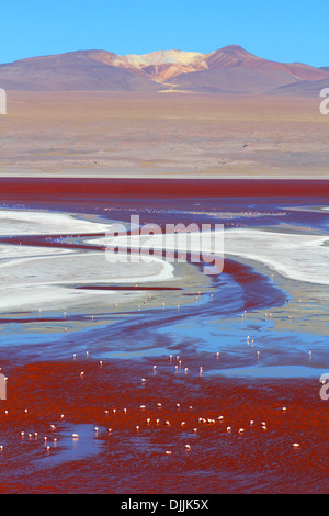 Fenicotteri a Laguna Colorada Eduardo Avaroa riserva nazionale, Bolivia Foto Stock