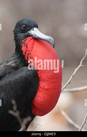 Grande Frigatebird delle Isole Galapagos Foto Stock