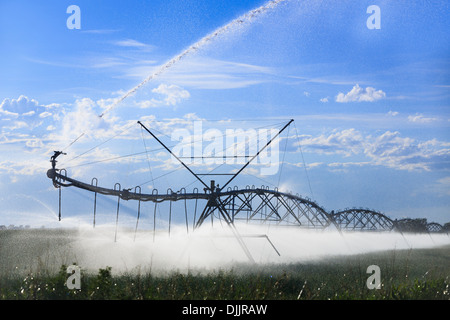 Il centro di rotazione l'acqua di irrigazione, di irrigazione dei campi di fattoria, vicino Lethbridge, Alberta, Canada Foto Stock