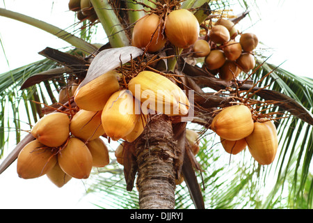 Noci di cocco tailandese sul palm tree Foto Stock