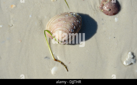 Conchiglie a Siesta Key Beach, Florida. Foto Stock