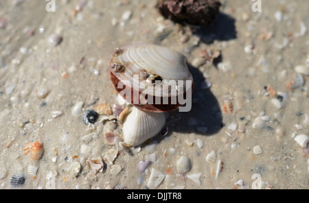 Conchiglie a Siesta Key Beach, Florida. Foto Stock