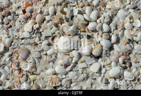 Conchiglie a Siesta Key Beach, Florida. Foto Stock