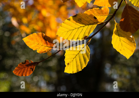 Faggio le foglie in autunno Foto Stock