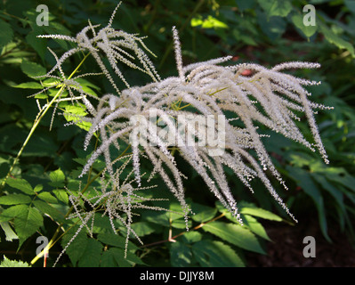 Falsa Spirea, Giapponese Astilbe, Star, Astilbe Astilbe simplicifolia, Saxifragaceae. Foto Stock