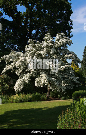 Cinese, sanguinello Cornus kousa var. chinensis Cornaceae. Cina, Giappone e Corea. Foto Stock